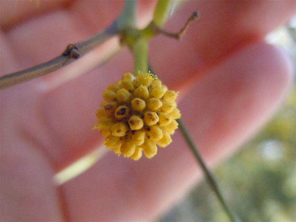 Mimosa particolare